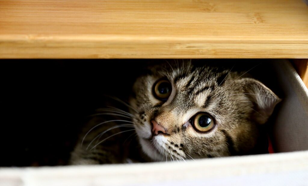A large tabby cat asleep on a boardroom table with a nameplate beside it