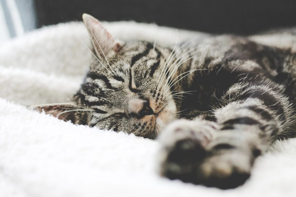 A cat at Slumber Strategy Group