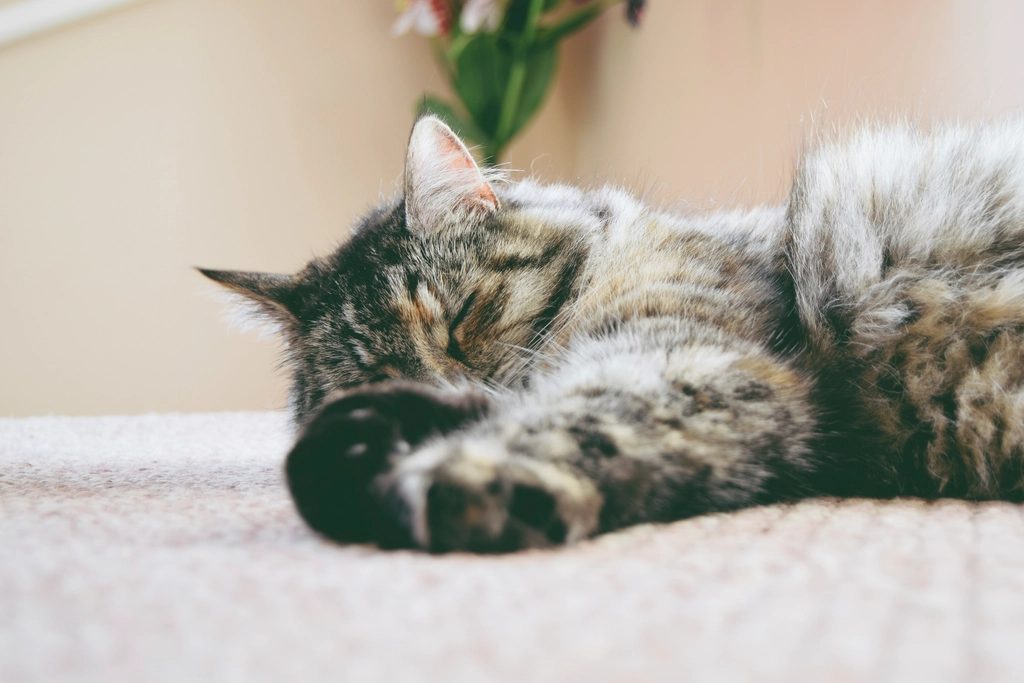 A cat at Slumber Strategy Group Nap Audits