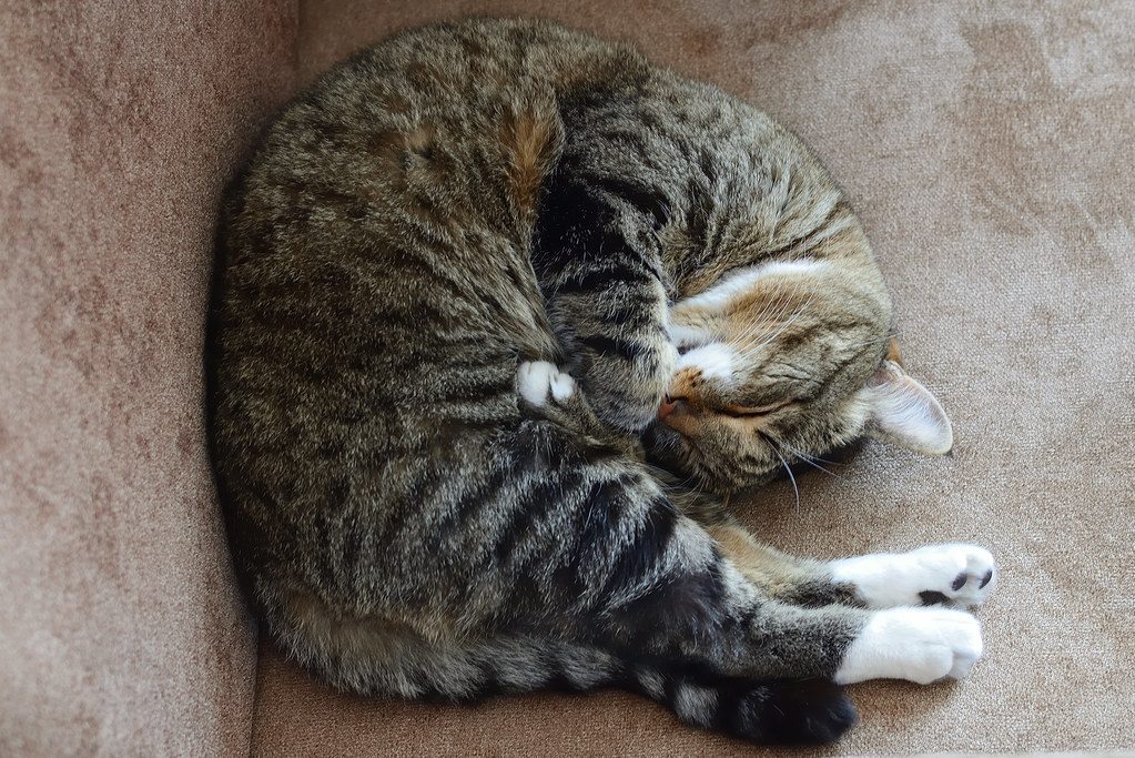 A cat at Slumber Strategy Group Sunbeam Scheduling