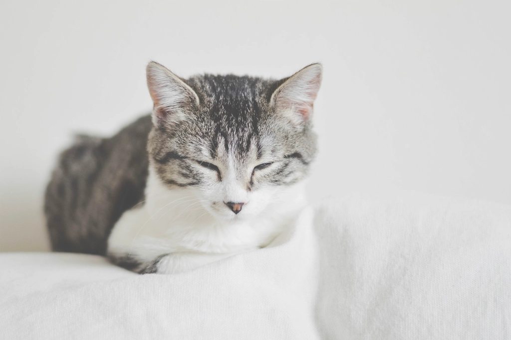 A cat at Slumber Strategy Group Deep Sleep Coaching