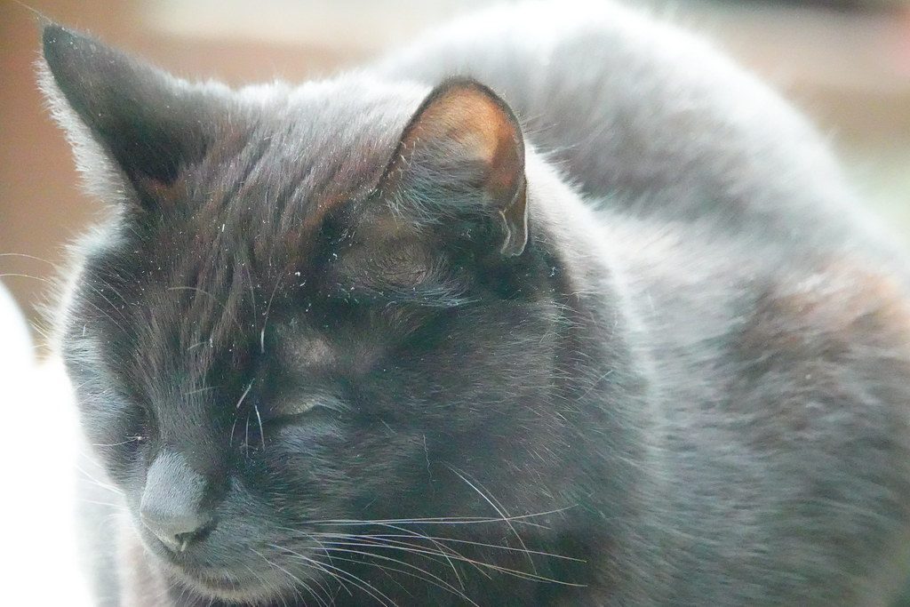 A cat at Slumber Strategy Group Executive Power Naps