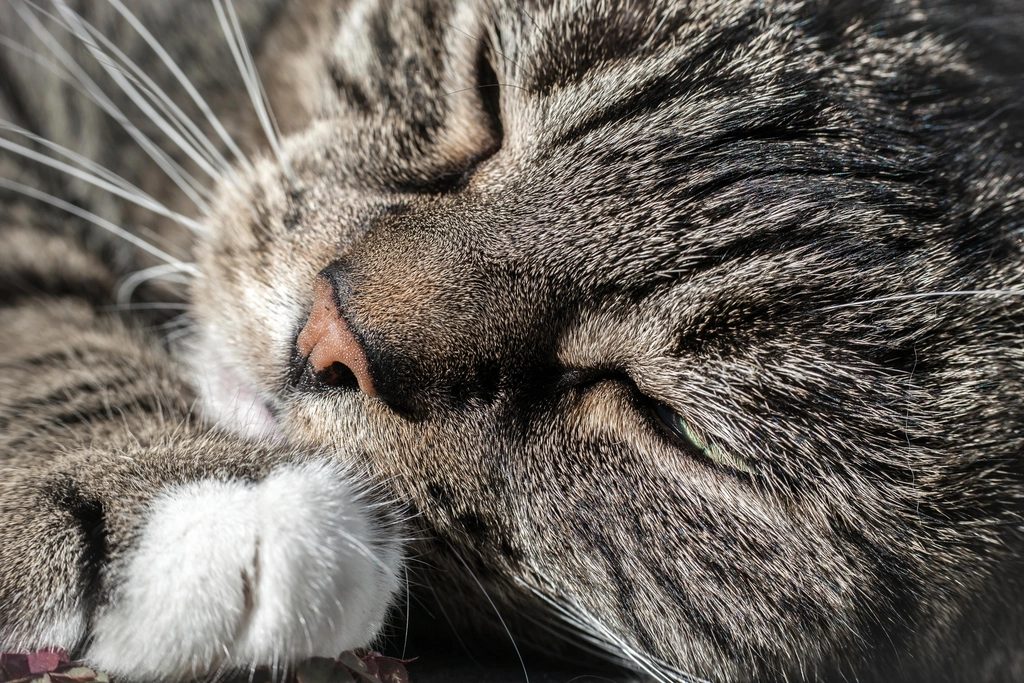 A cat at Slumber Strategy Group