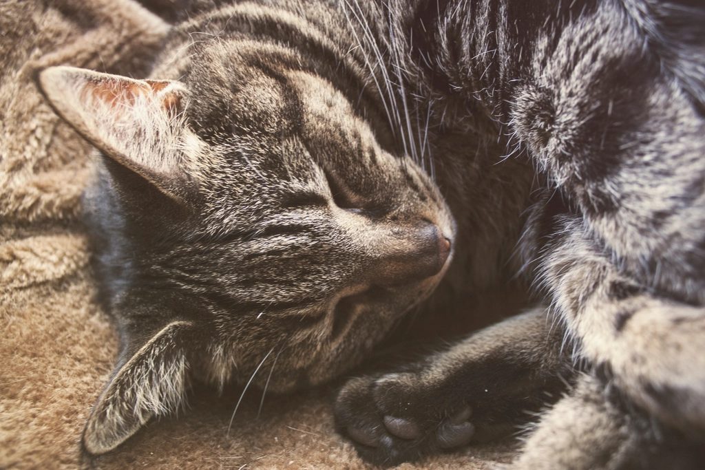 A cat at Slumber Strategy Group