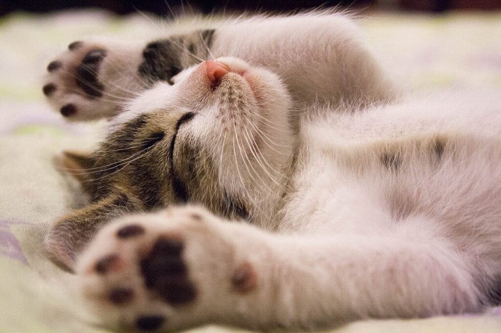 A cat nestled between three pillows of different sizes on a sofa
