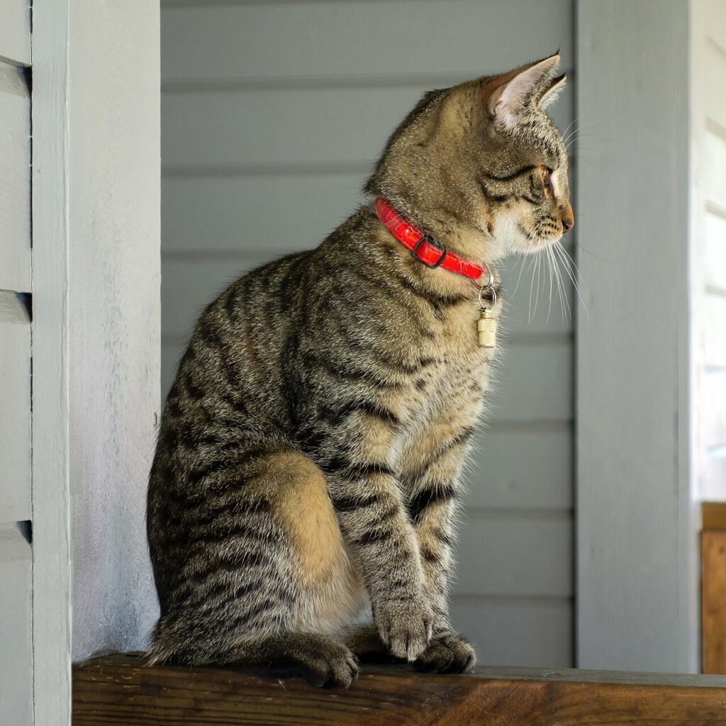 A cat sitting beside an open dictionary with a paw on one page